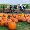 Pumpkin Season