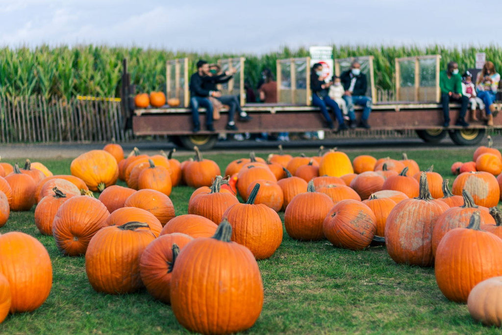 Pumpkin Season