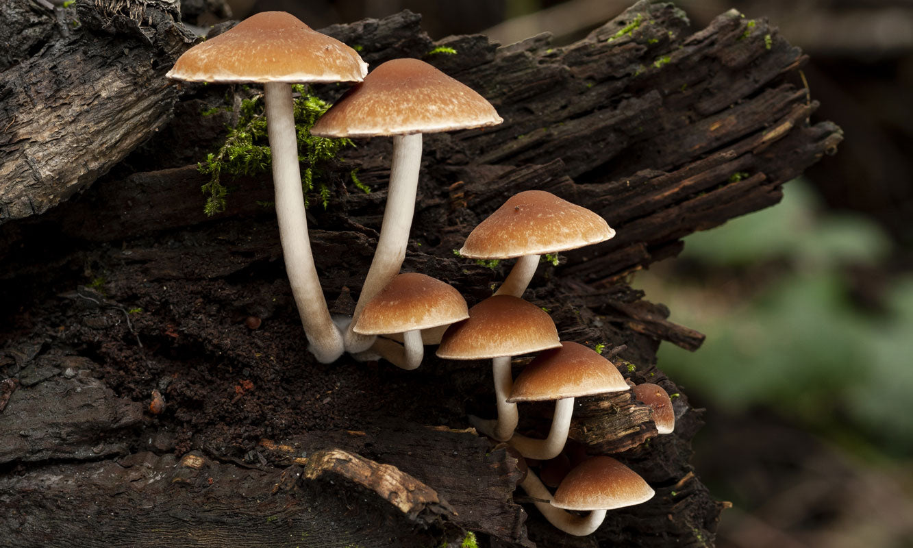 A Case for the Magic Mushroom