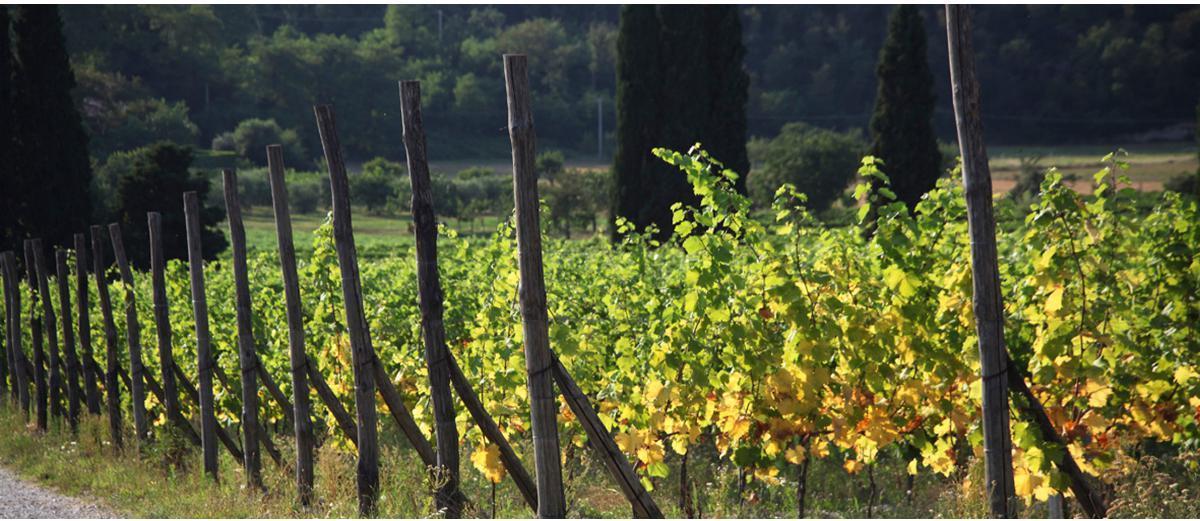 Exploring the Wines of Northern Italy's Lago di Garda